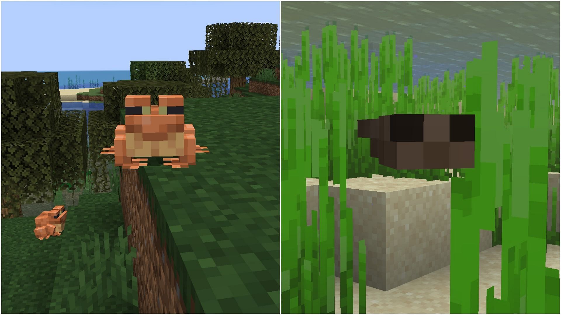 Frogs and tadpoles (Image via Mojang)