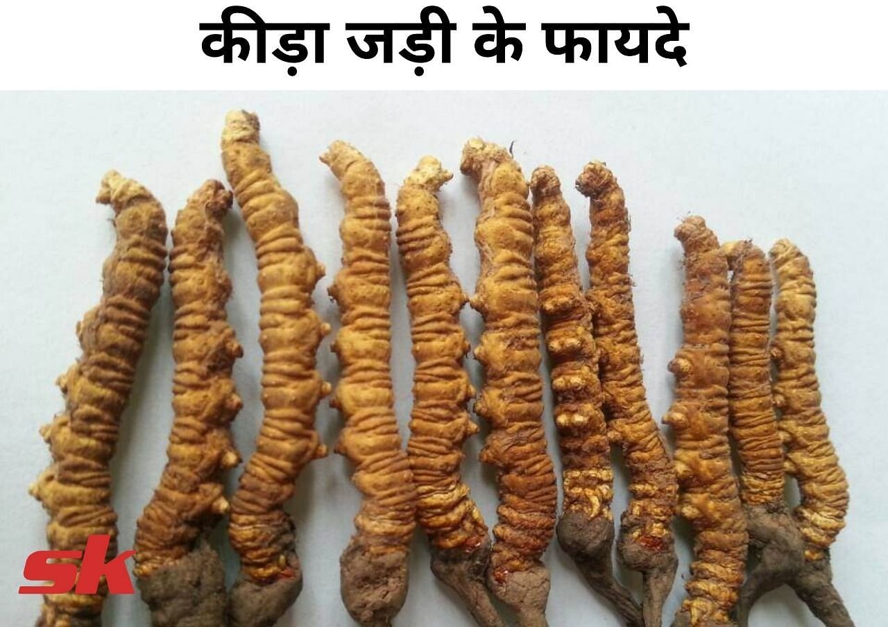 कीड़ा जड़ी के फायदे (फोटो - sportskeeda hindi)