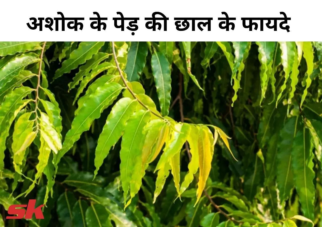 अशोक के पेड़ की छाल के फायदे (फोटो - sportskeeda hindi)