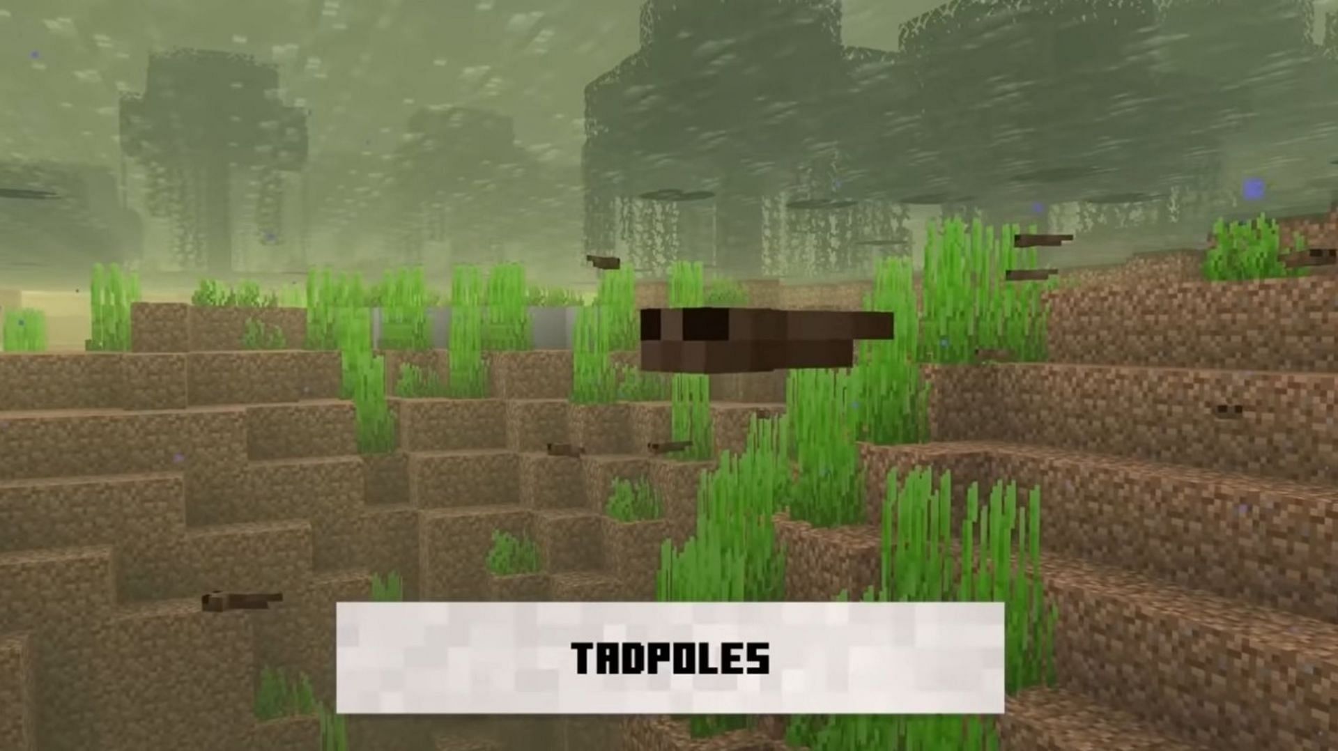 Tadpoles are the infant stage of frogs (Image via Mojang)