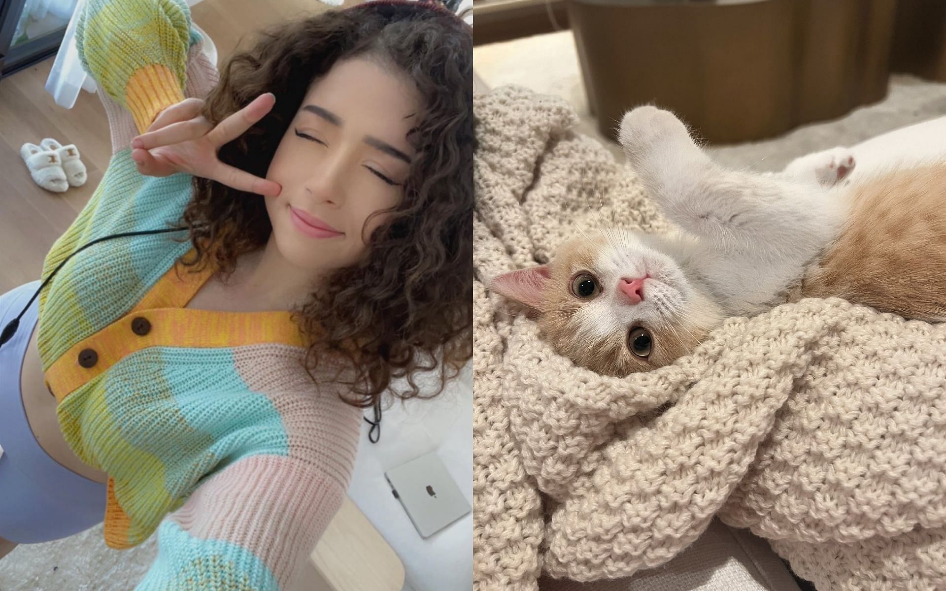Pokimane&#039;s new kitten fell into the toilet, and fans reacted (Images via Pokimanelol/Twitter)