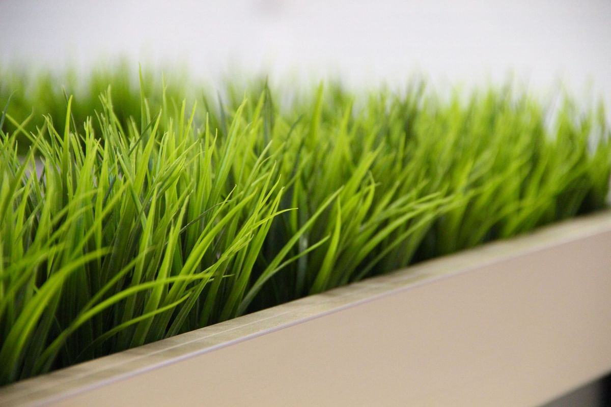 wheatgrass-benefits-and-nutritional-facts