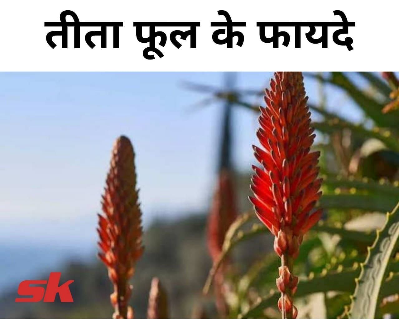 तीता फूल के फायदे (फोटो - sportskeeda hindi)