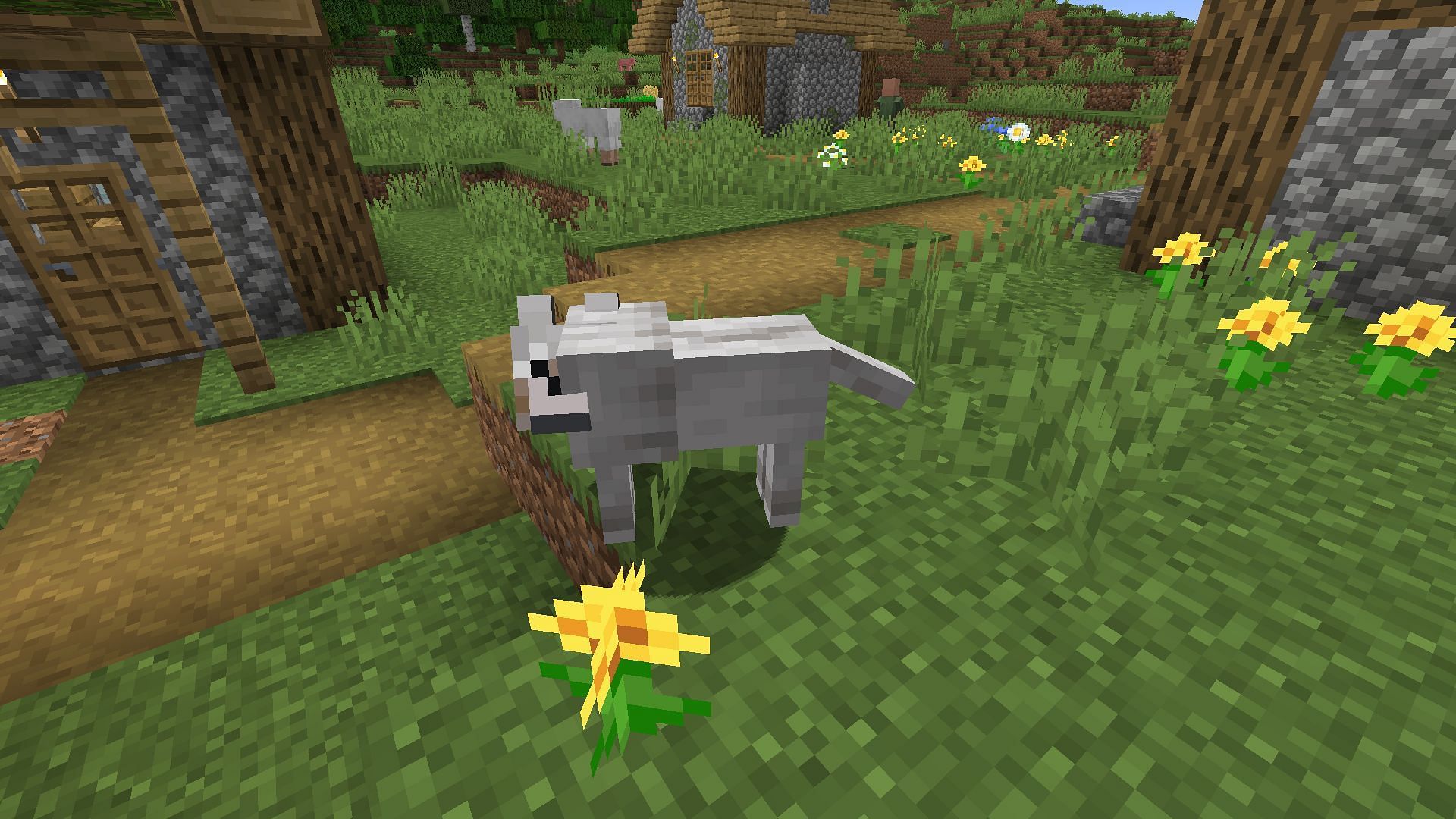 A tamed wolf with a low tail (Image via Minecraft)