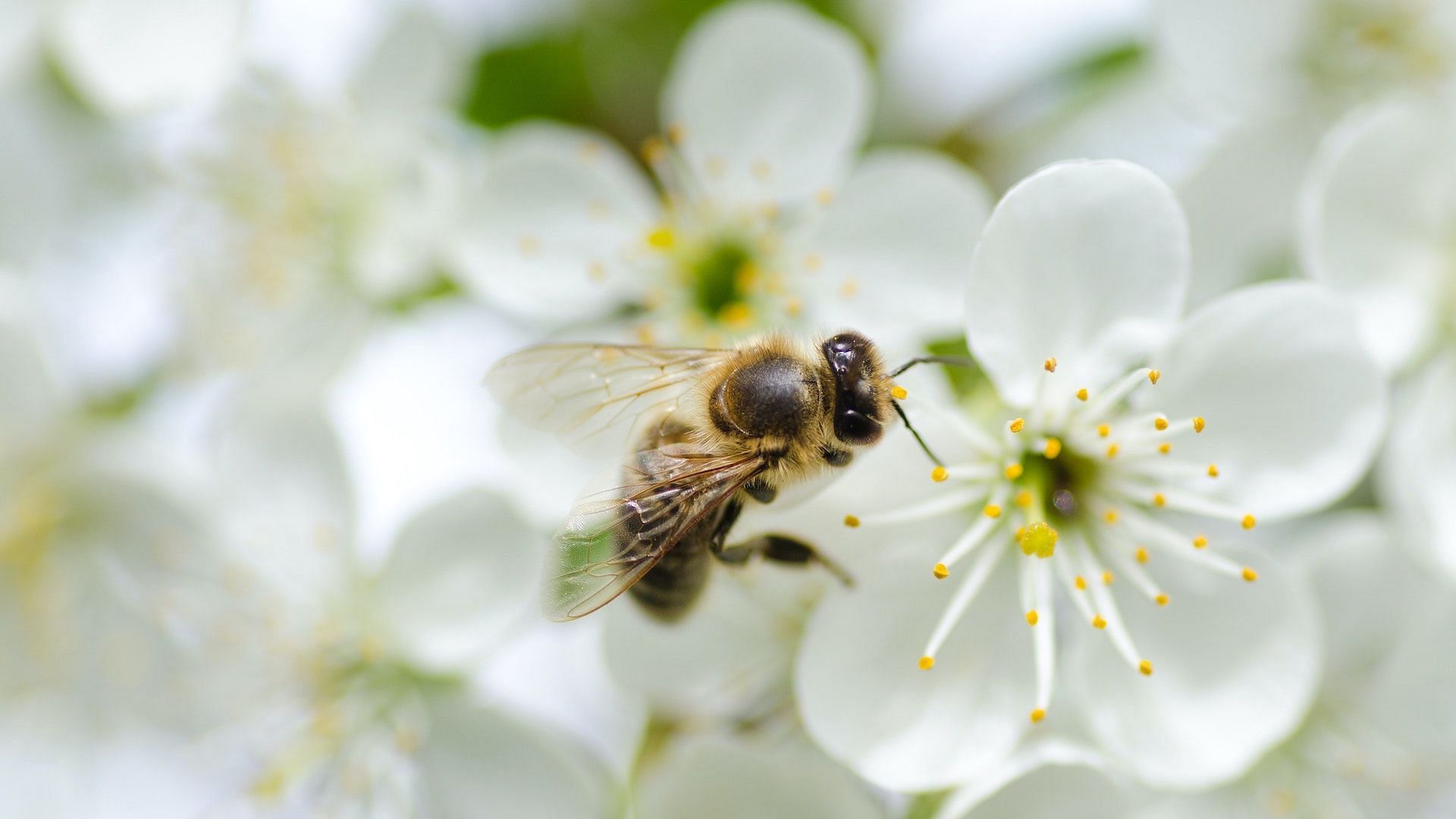 A bee collecting nectar from a flower. Image via Pexels/Lukas