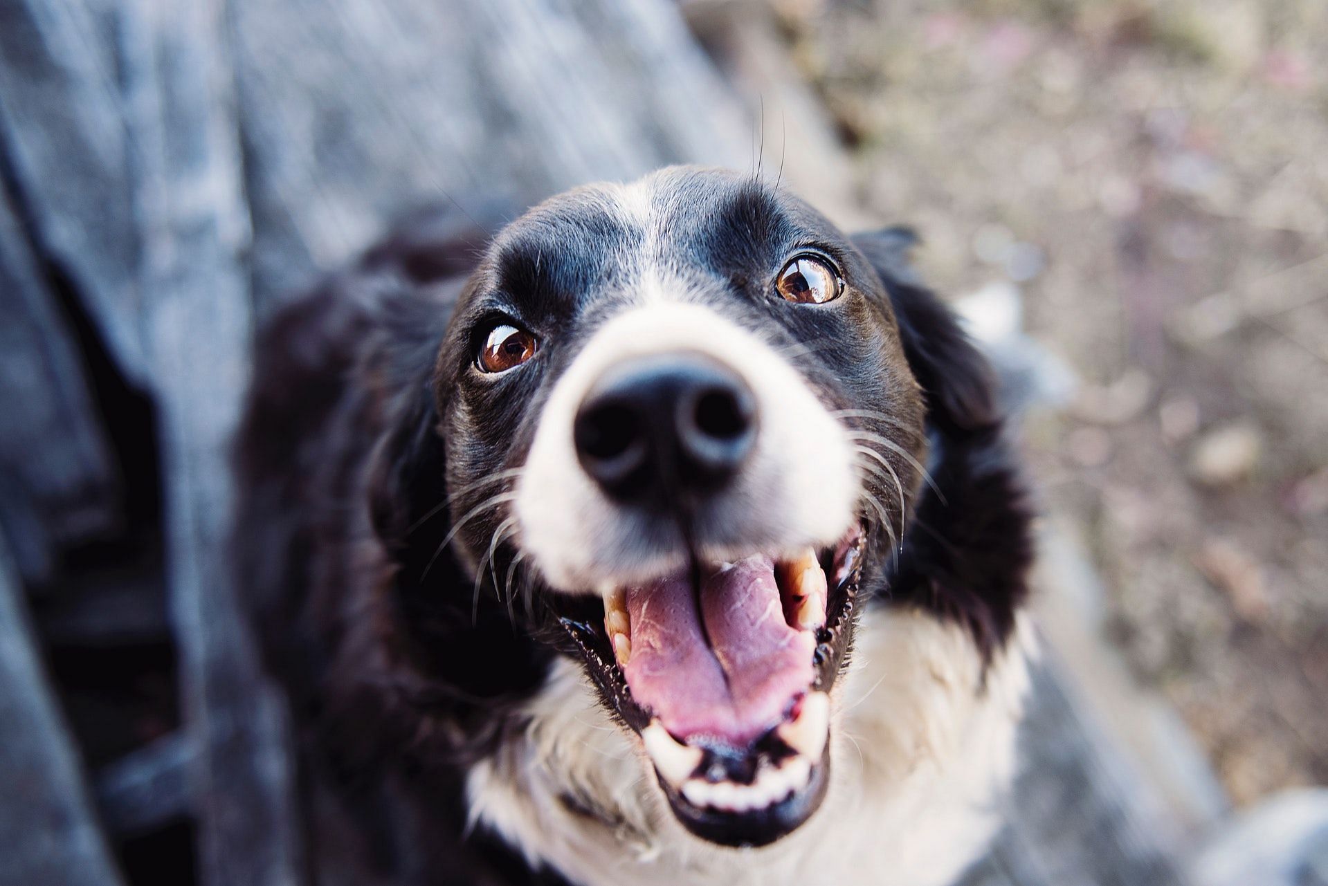 Vegan dog foods are clean and natural (Photo by Kat Smith via pexels)
