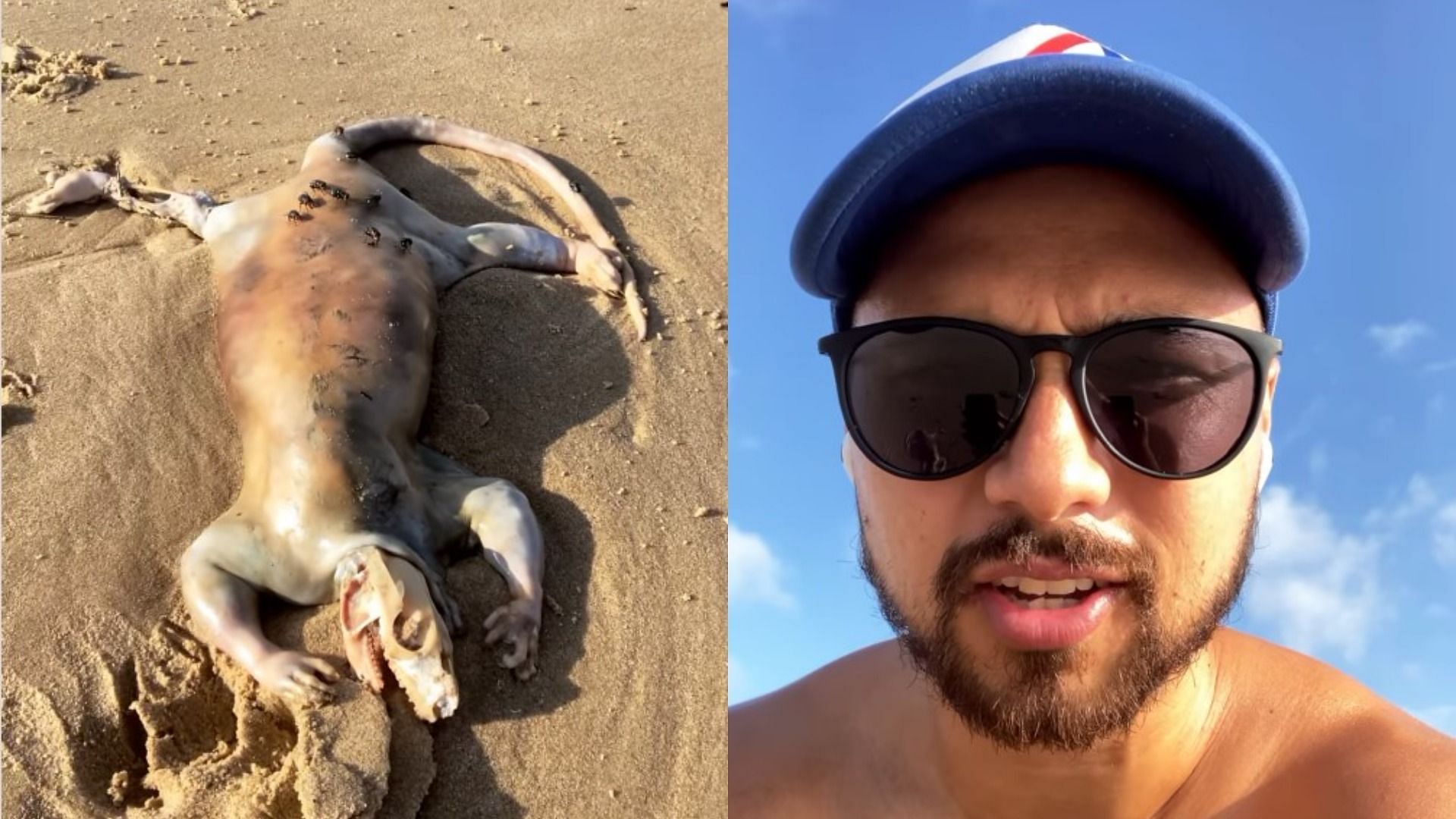 Australian local discovers alien-like creature on a beach in Queensland (Images via Alex Tan/Instagram)