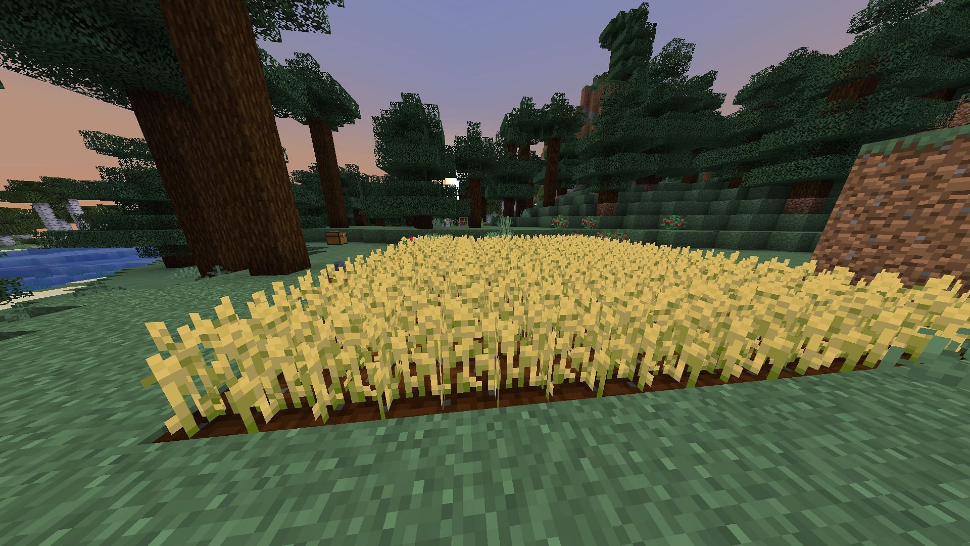 A simple wheat farm (Image via Minecraft)