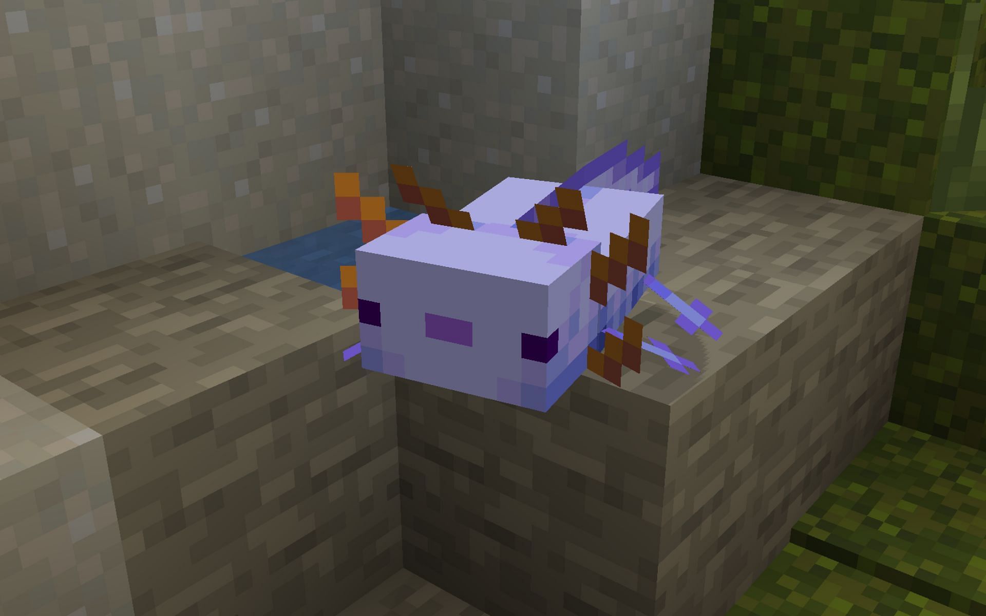 The rare blue Axolotl (Image via Minecraft)