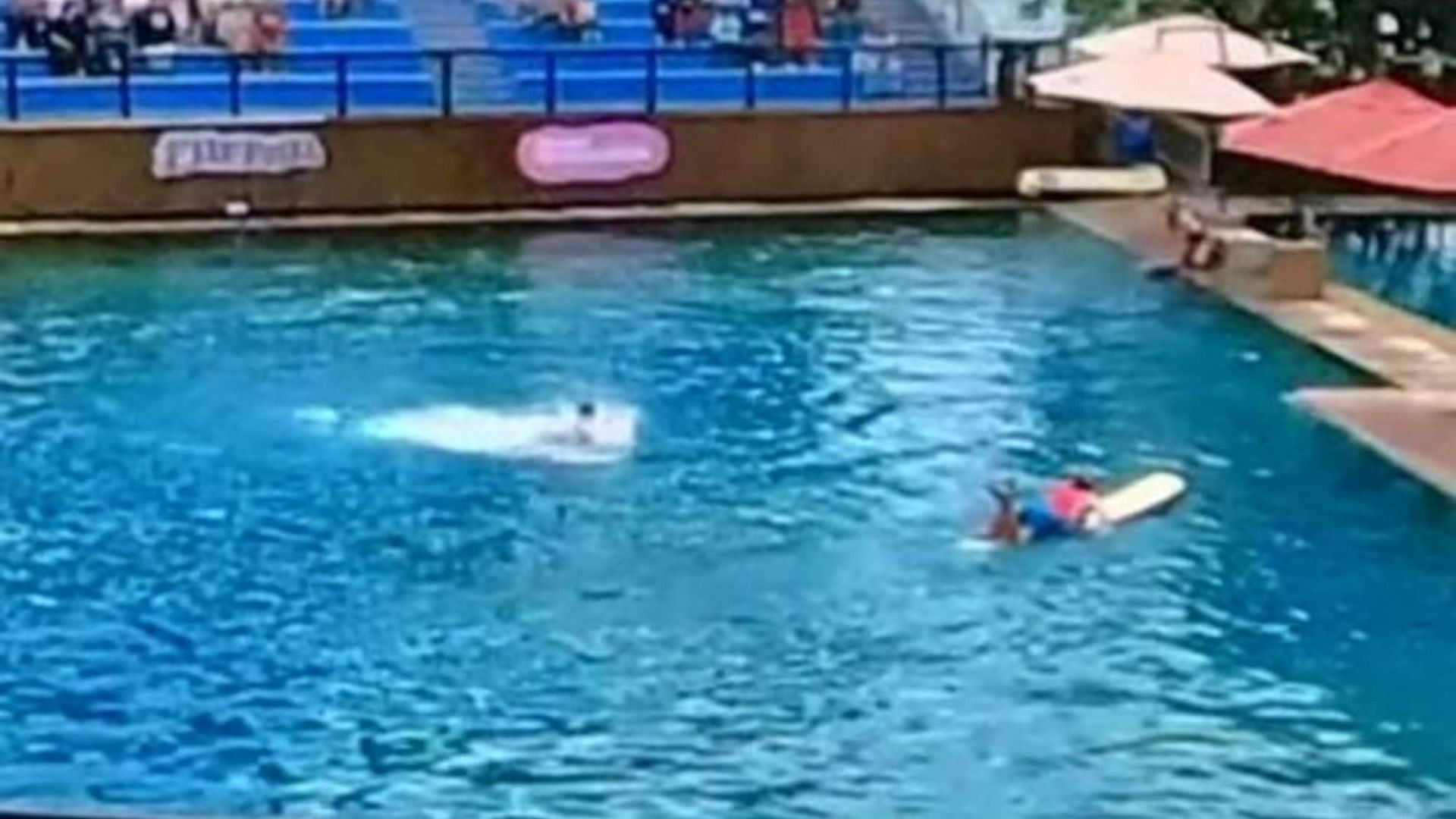 A video in which a trainer was attacked during a Miami Seaquarium show has gone viral on social media (Image via BecauseMiami/Twitter)