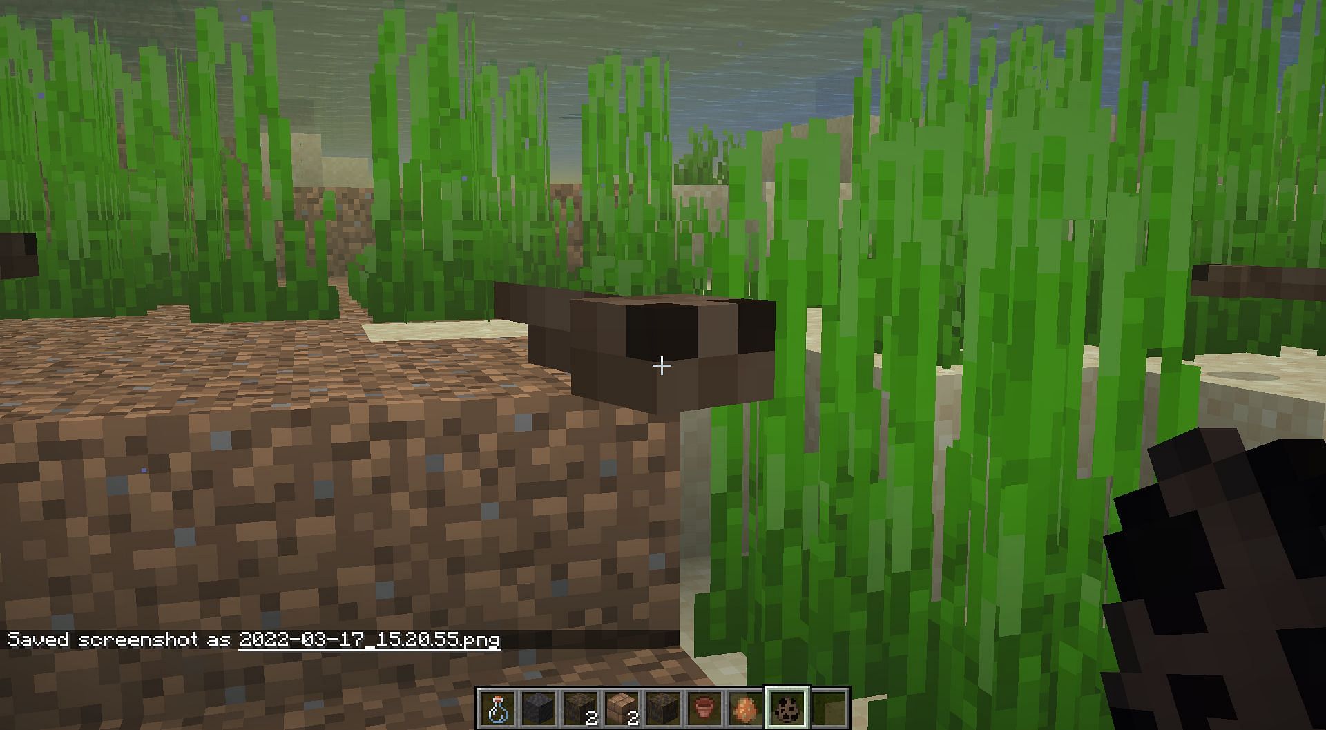 Tadpoles can be taken to any other biome to grow them into differently colored frogs (Image via Mojang)