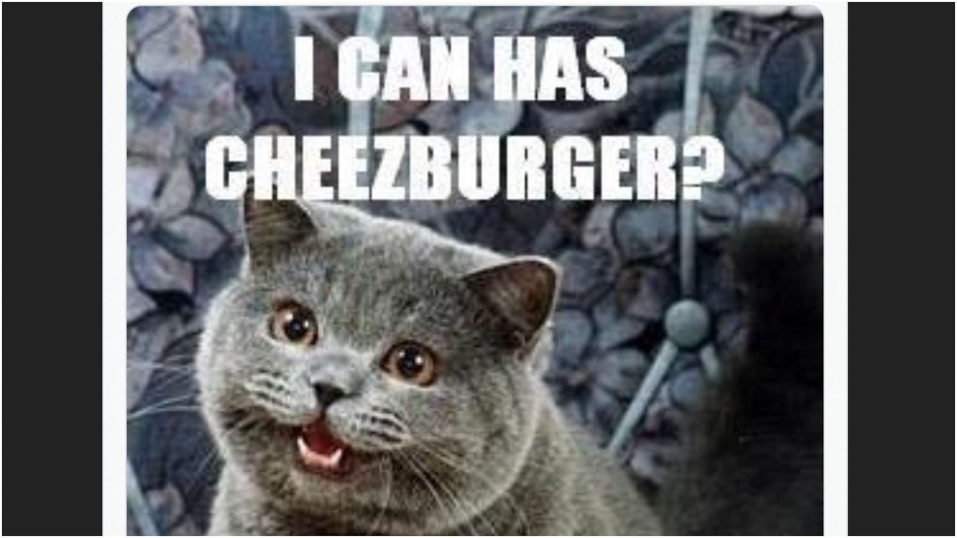 The &#039;I can has cheezburger&#039; is the one meme that started it all (Image via AlistairColeman/Twitter)