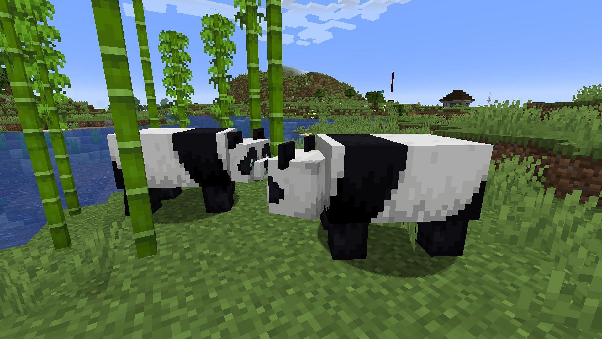 Pandas breeding (Image via Minecraft)