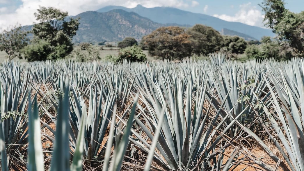 Agave vs. honey How the sweeteners compare, according to dietitians