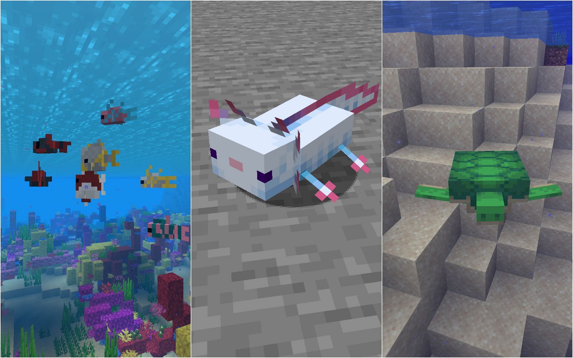 Tropical fish, Axolotl, and Turtle are one of the best passive aquatic mobs (Image via Minecraft)