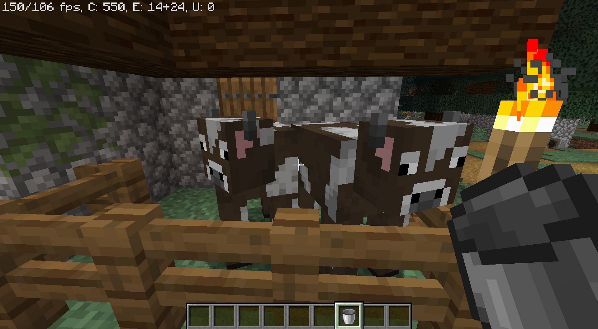 Milk can be extracted from cows (Image via Minecraft)