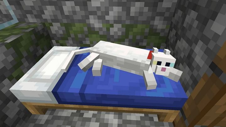 How to tame a cat in minecraft 1 18