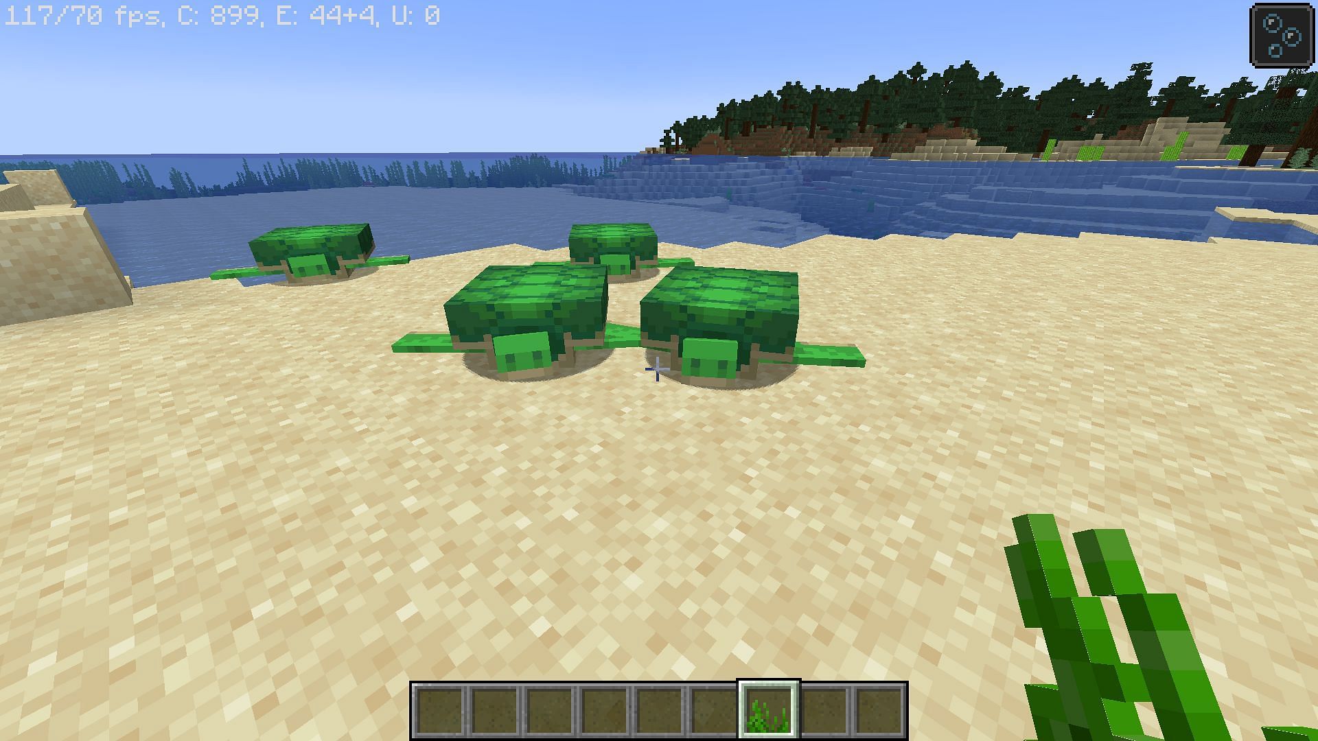Seagrass lures them (Image via Minecraft 1.18)