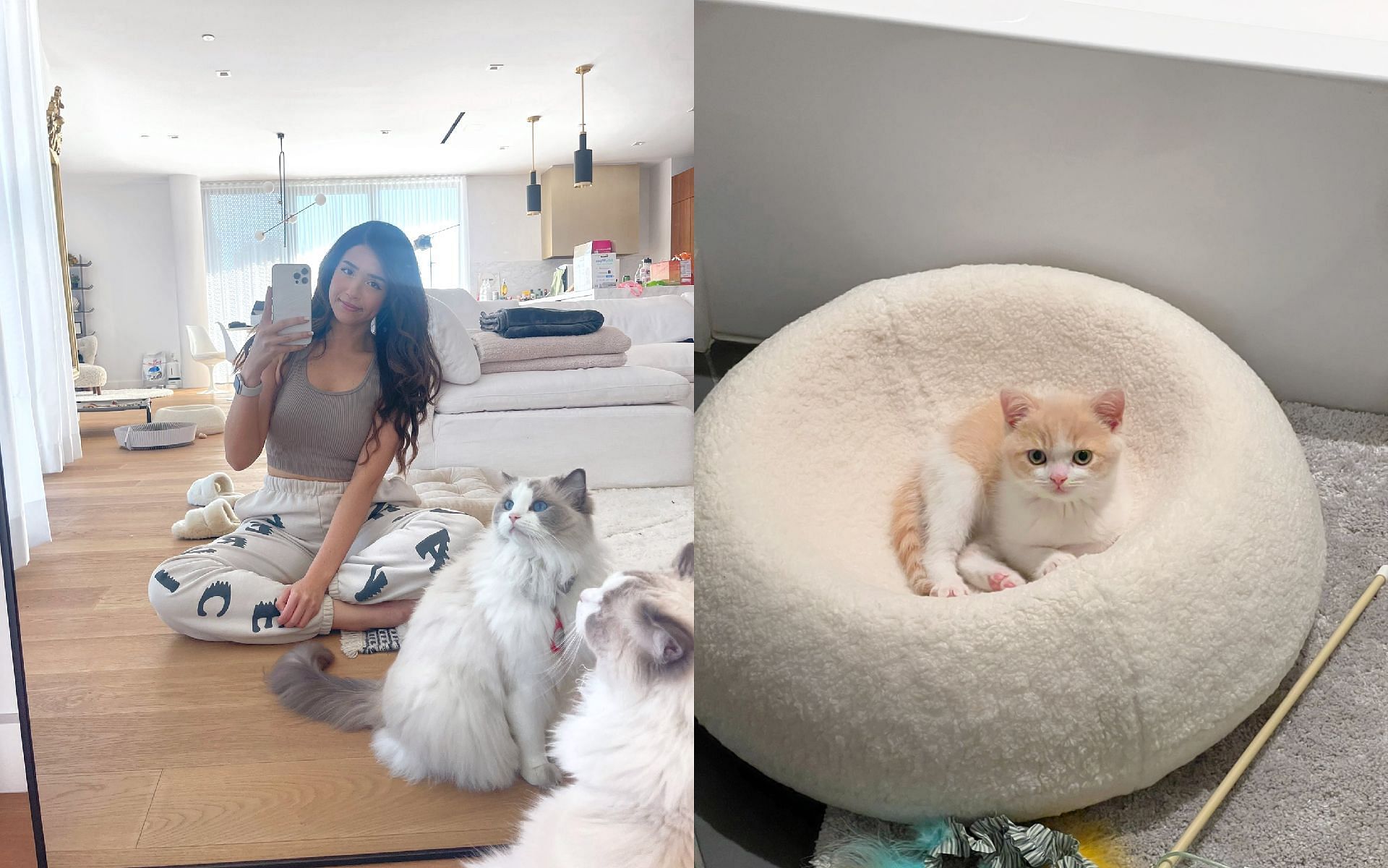 Pokimane revealed that a new cat had become the latest member of her family (Image via Pokimane/Twitter)