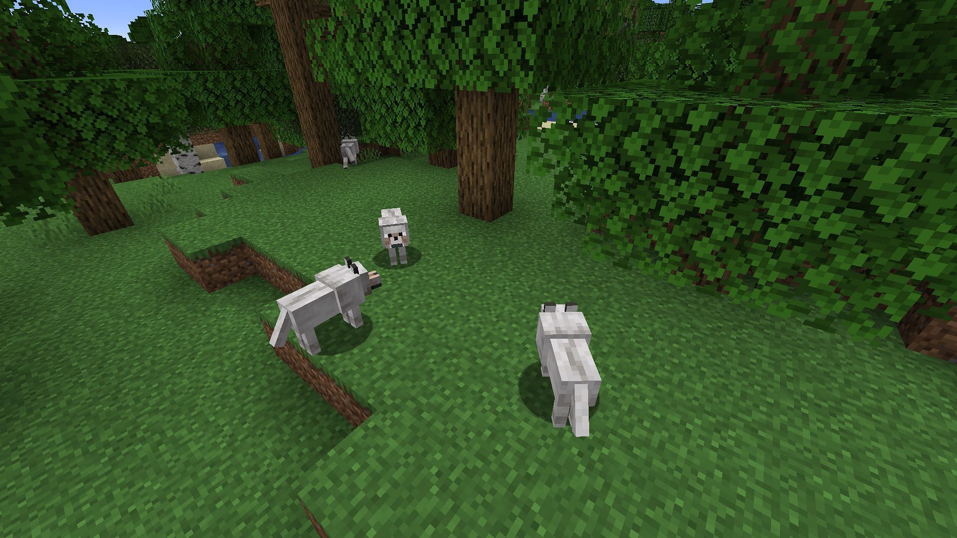 A pack of wolves in a forest (Image via Minecraft)