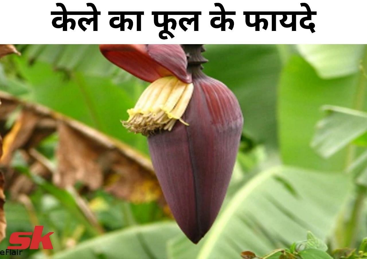 केले के फूल के फायदे (फोटो - sportskeeda hindi)