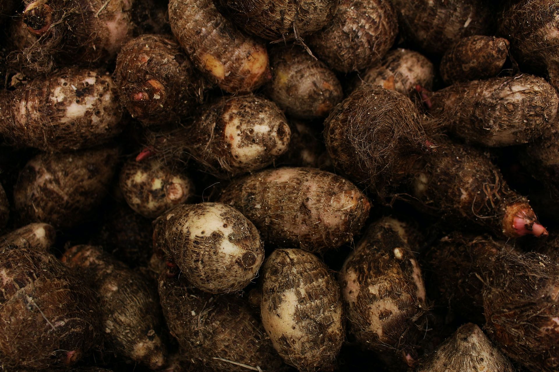 Glucomannan also comes from the konjac root, aka elephant yam. ( Image by Daniel Dan / Pexels)