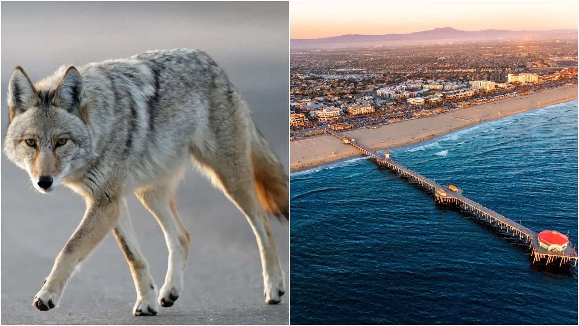 Coyote attacked a young girl near the Huntington Beach, California (Image via David C Stephens/Getty Images, and Art Wager/Getty Images)