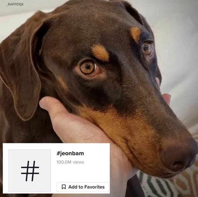 BTS Jungkook's pet dog Jeon Bam most famous dog and exceeds 100