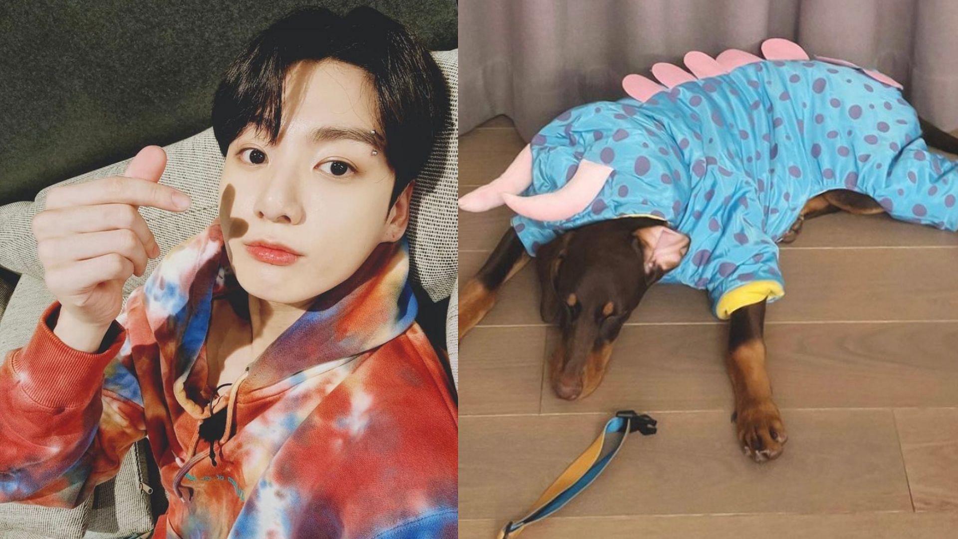 Jungkook&#039;s sweet dog Bam has made ARMYs fall in love with him (Image via @jungkook.97/Instagram)