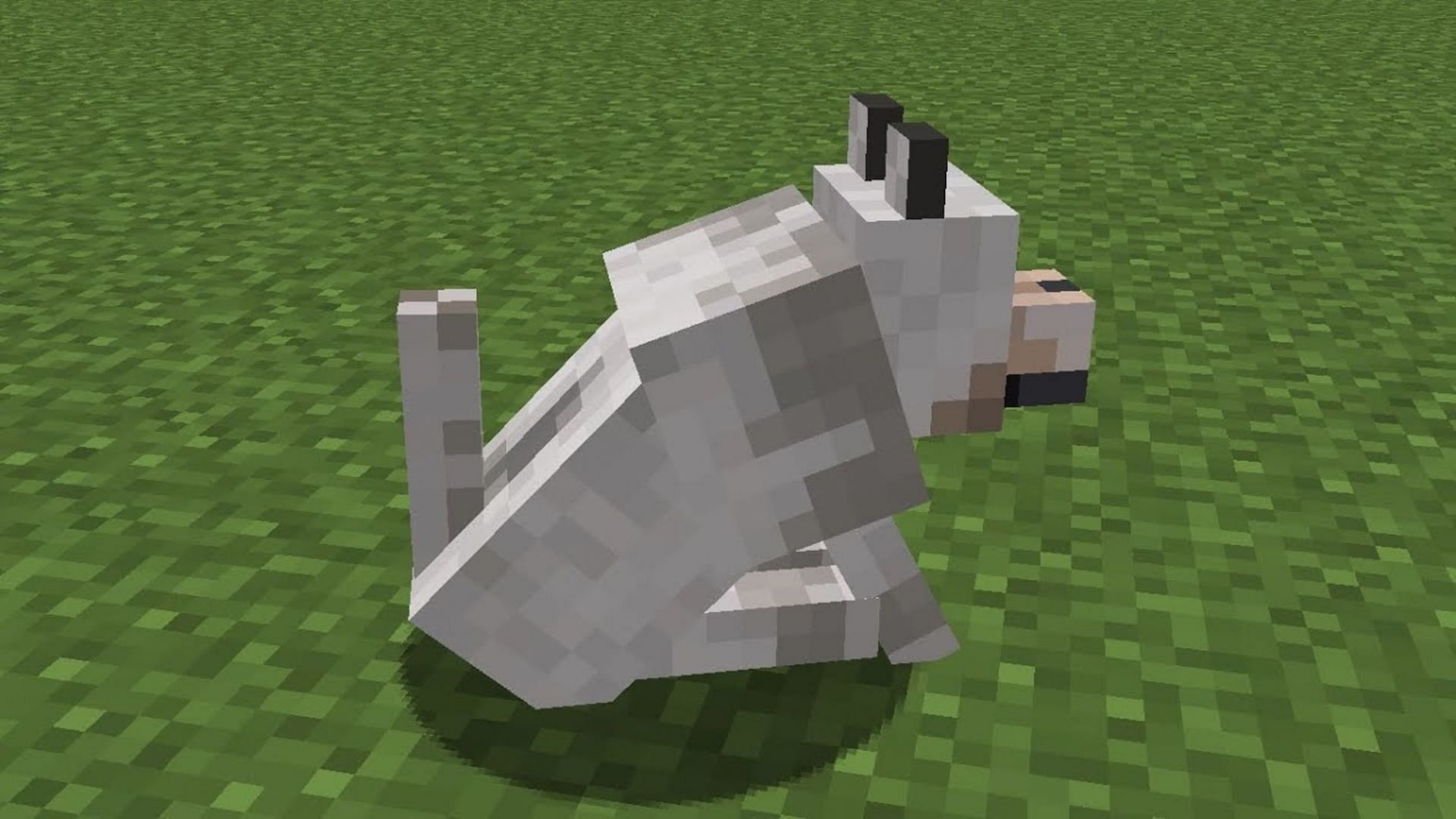 A wolf&#039;s tail height indicates its remaining health (Image via WILD Cubing/YouTube)
