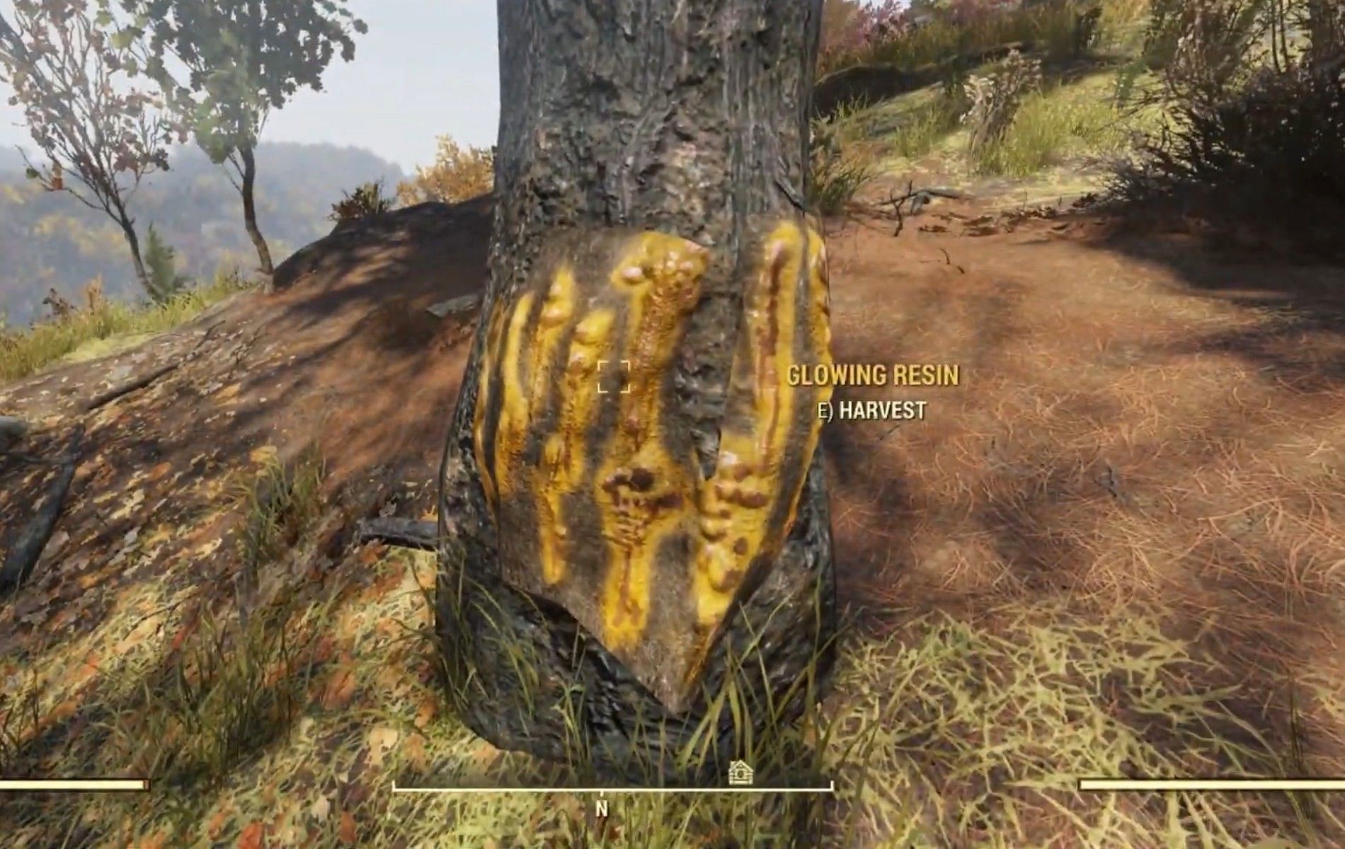 Collect the resin from the sides of trees in the area. (Image via YouTube/Wickedy)