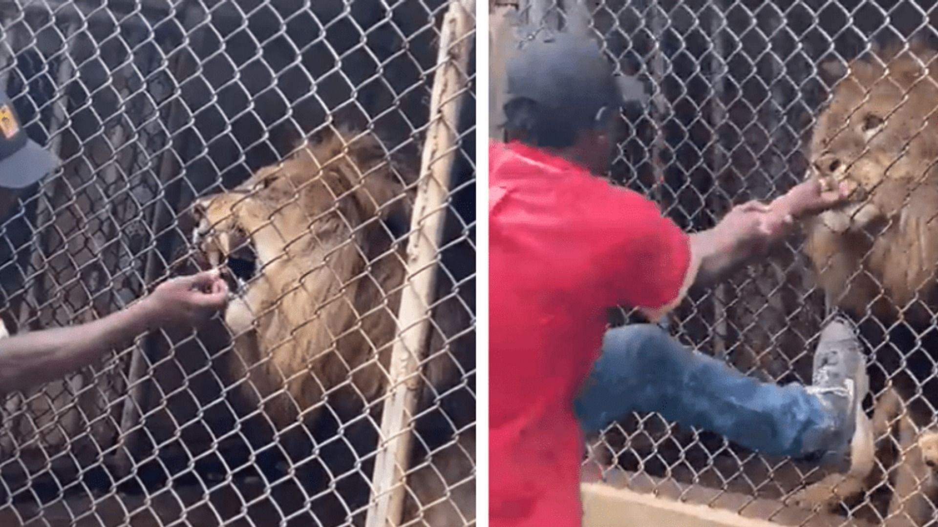 A zoo attendant gets his finger bitten off by a lion (Image via OneciaG/Twitter)