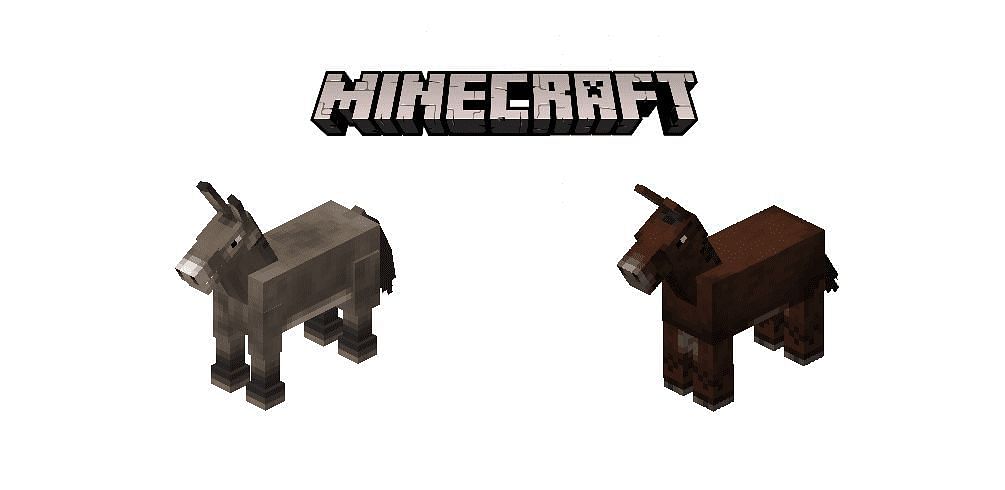 A donkey (left) next to a mob of mules (right) (Image via Minecraft)