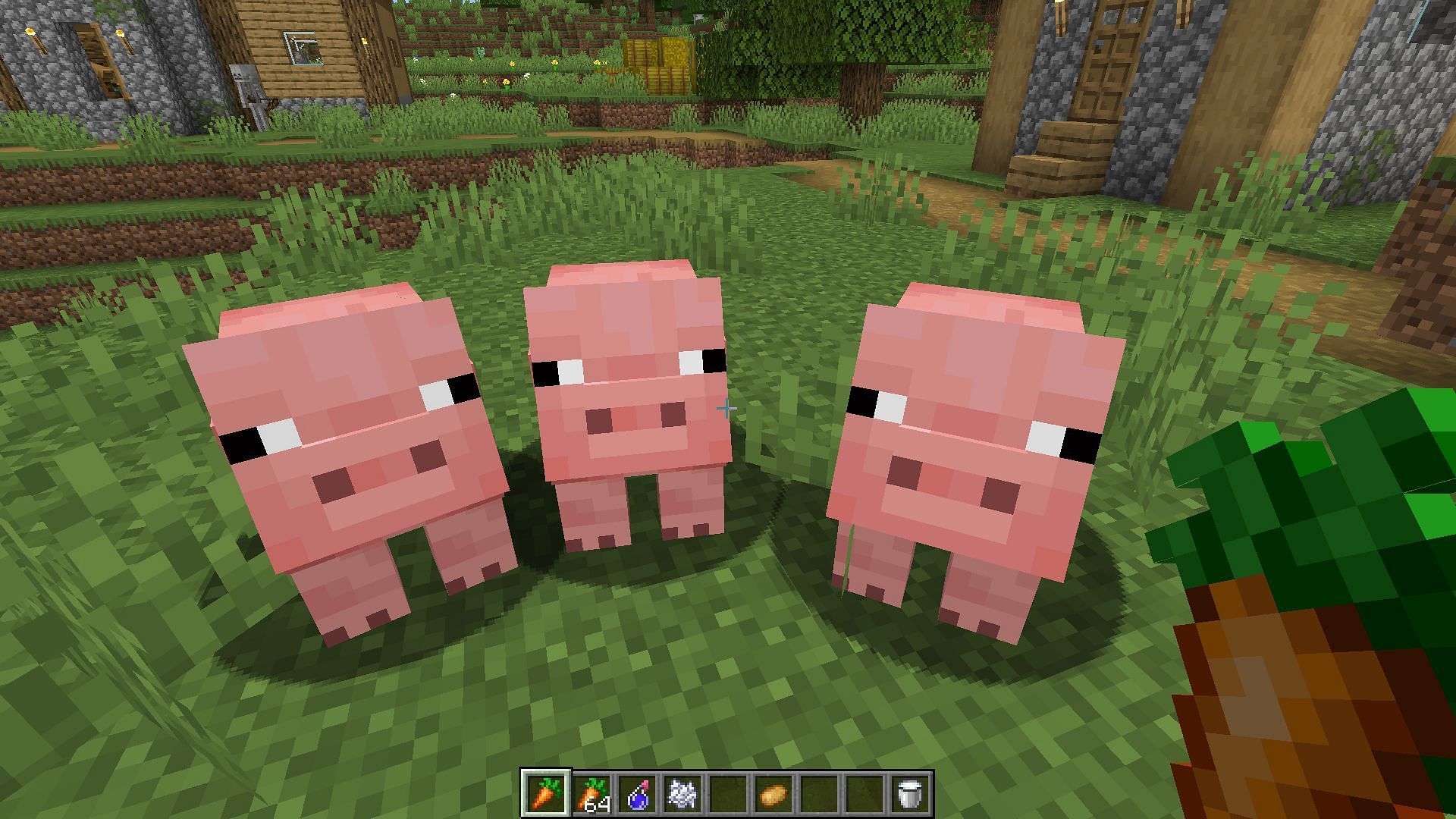 Three pigs following a player with a carrot in Minecraft (Image via Minecraft)