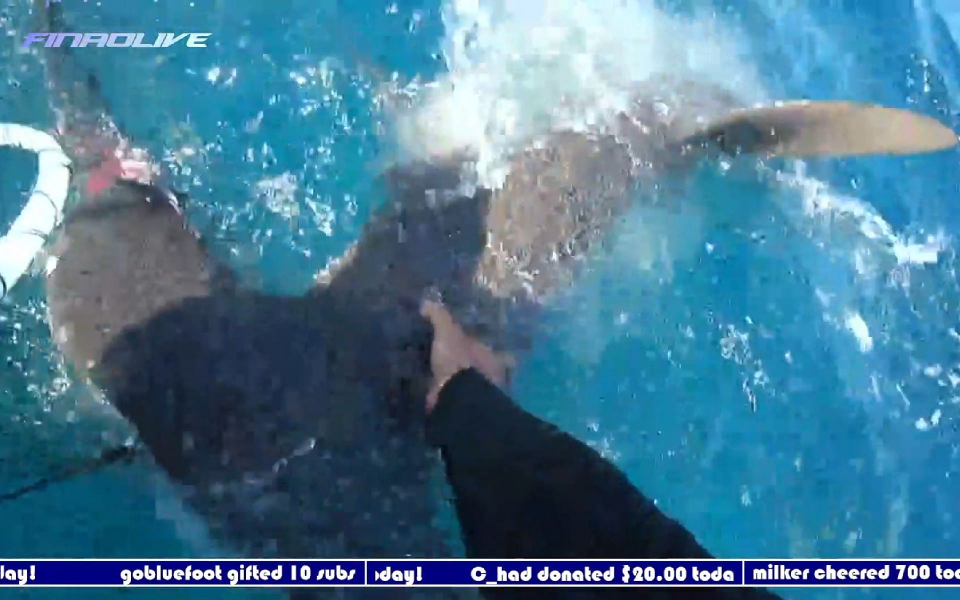 Twitch streamer FinaoLive grabs a Hammerhead shark by its head-on stream (Image via FinaoLive/Twitch)