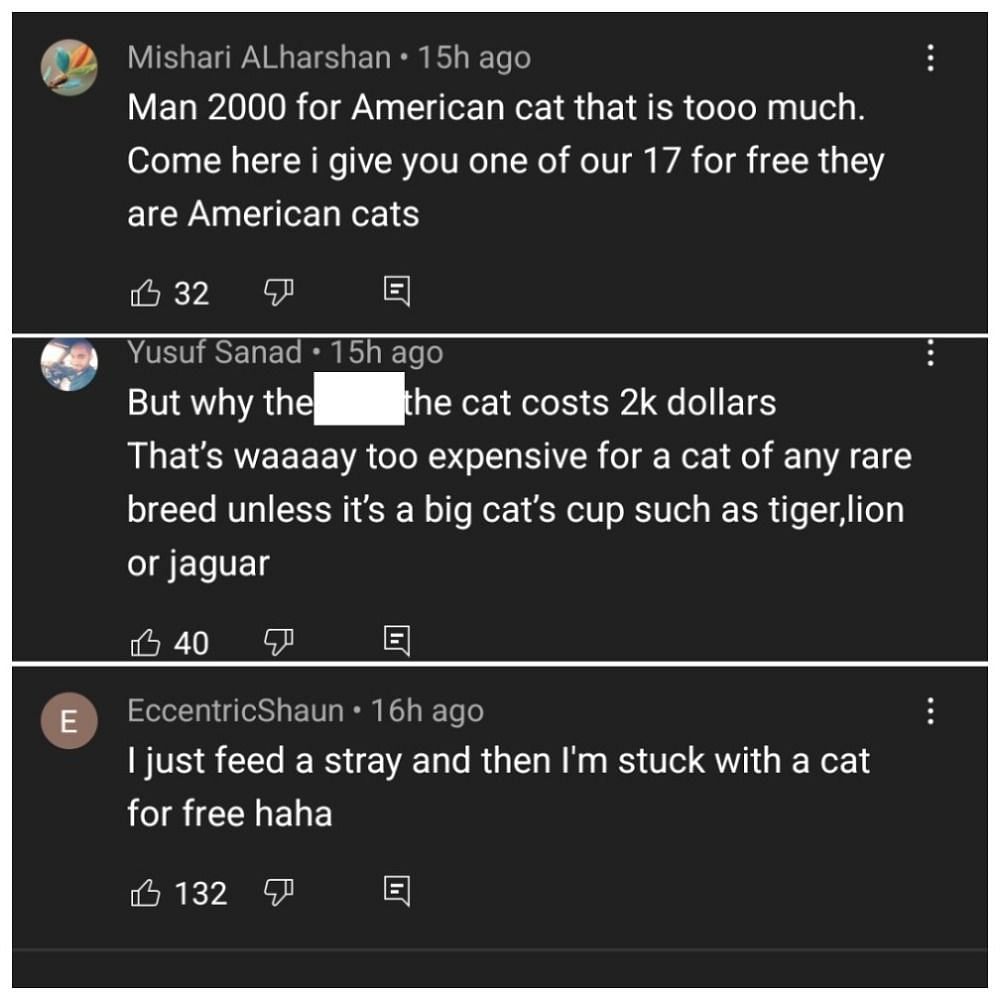 QT spent quite a lot on one kitten, and it confused several commenters (Image via YouTube)