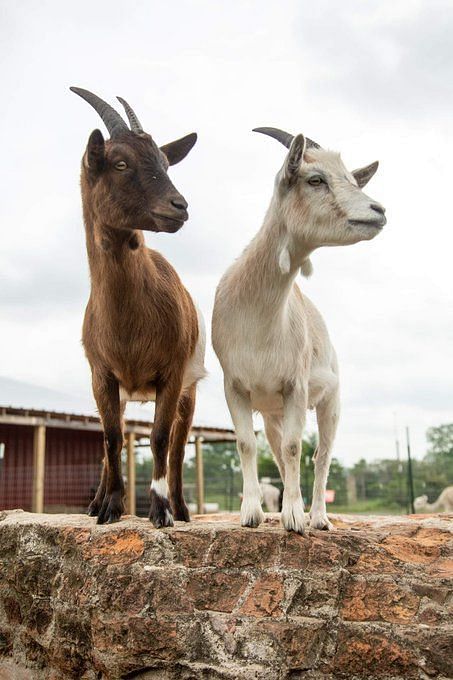 Tom Brady, Lewis Hamiltonhow do IWC get the GOATs as ambassadors?