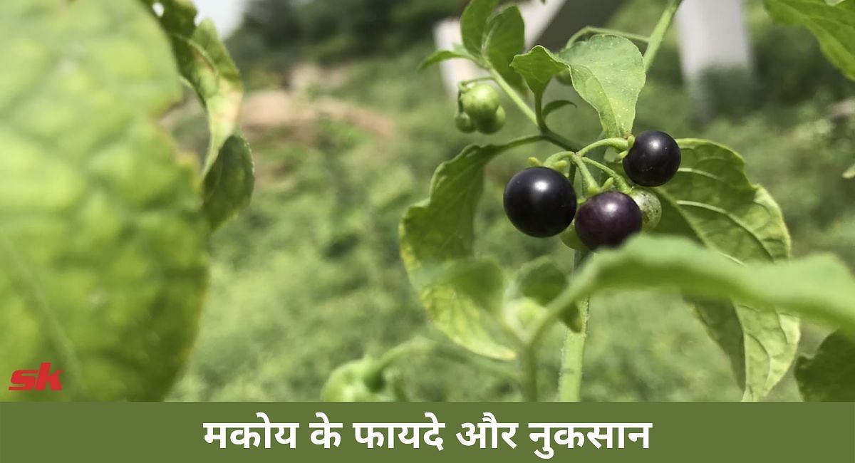 मकोय के 6 फायदे और 2 नुकसान-6 benefits and 2 side effects of Makoy in hindi