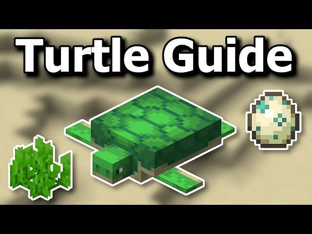 How To Breed Turtles In Minecraft