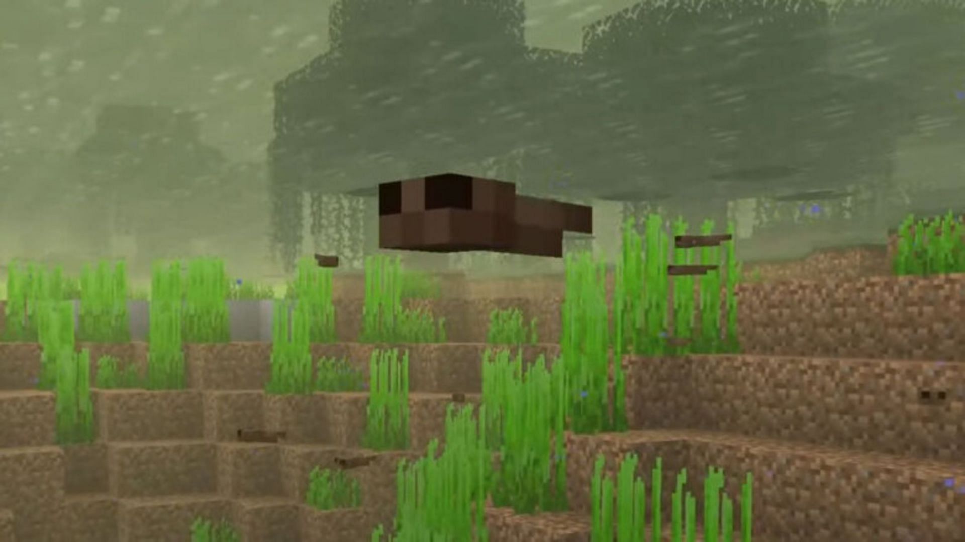 Tadpoles swim in a swamp (Image via Mojang)