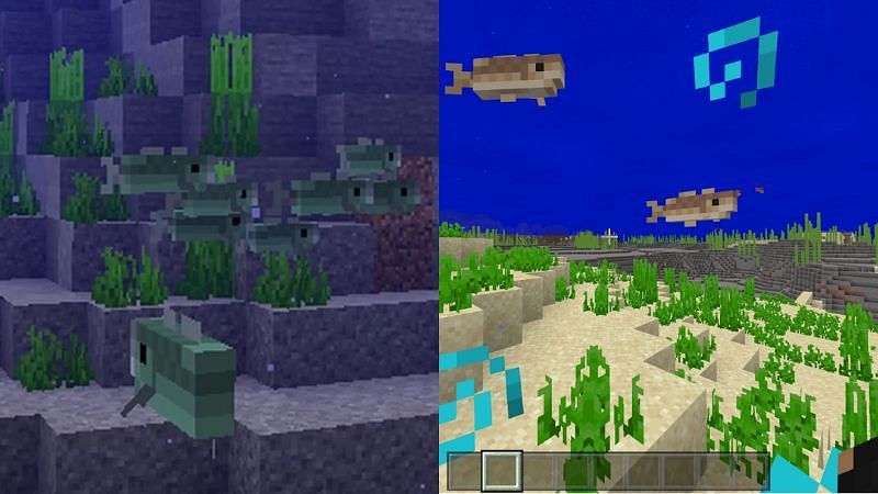 Cod comparison (Image via Planet Minecraft)