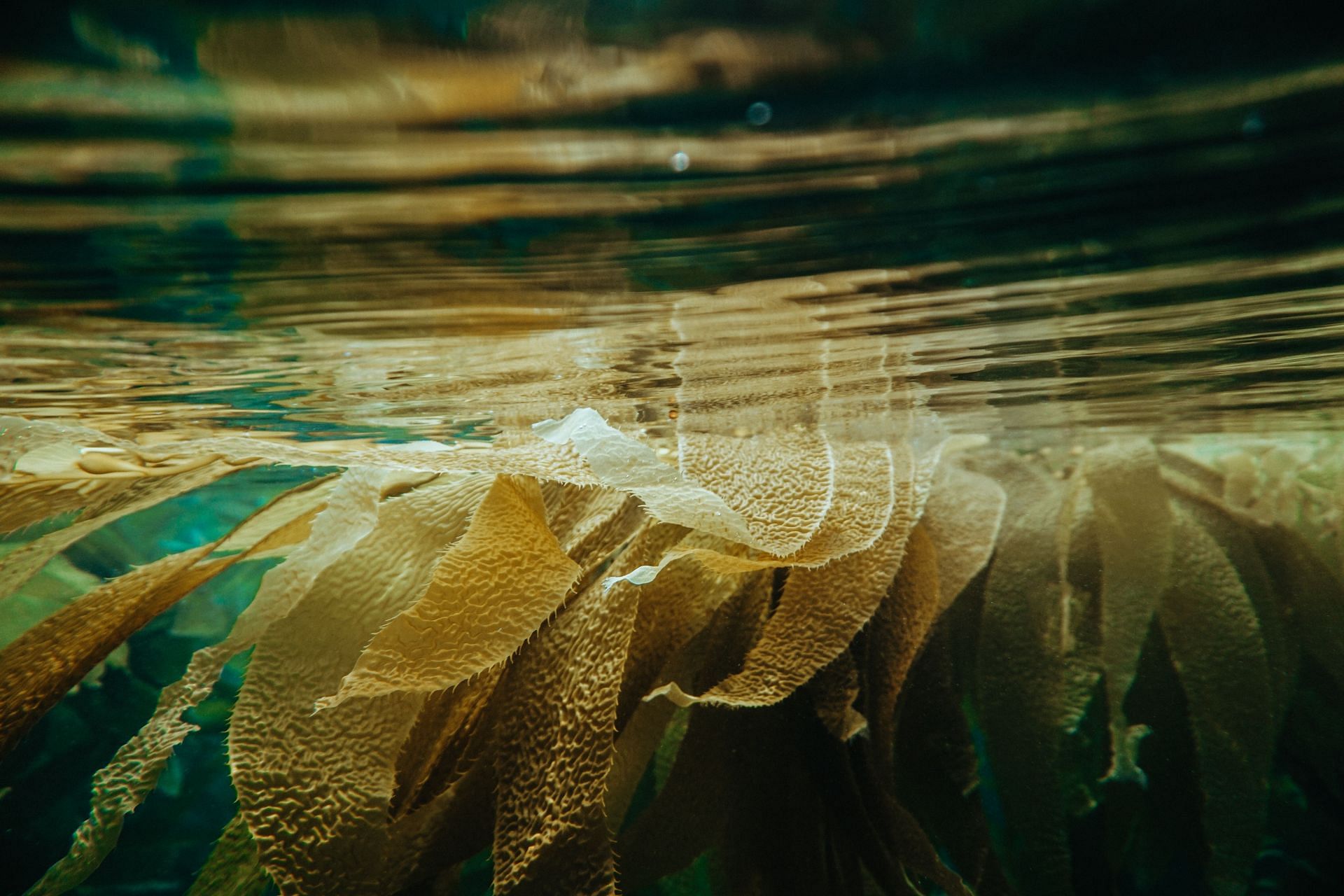 Kelp is an excellent source of iodine. (Image via Unsplash / Shane Stagner)