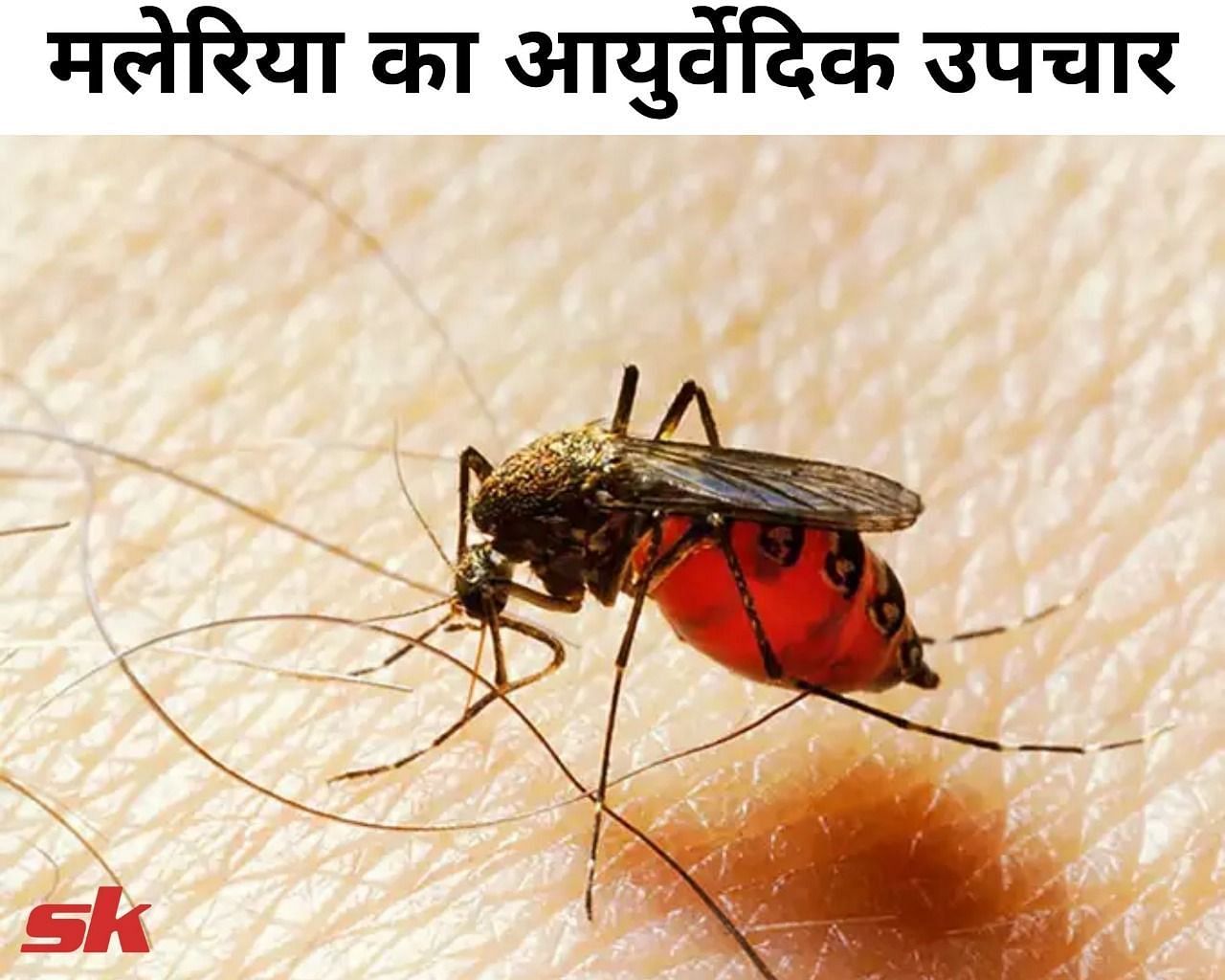 मलेरिया का आयुर्वेदिक उपचार(फोटो-Sportskeeda hindi)