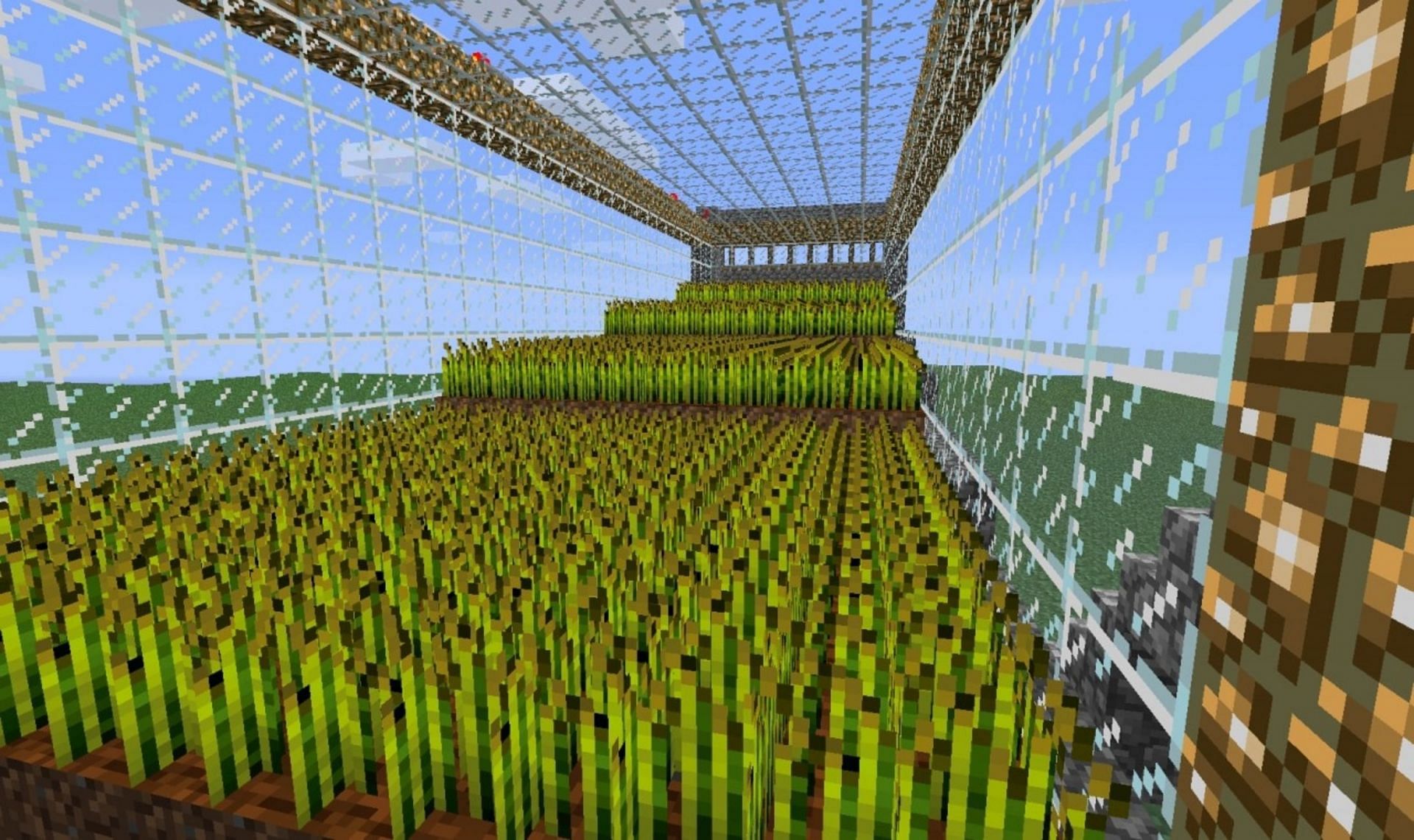 Wheat is one of Minecraft&#039;s easiest crops to grow (Image via Mojang)