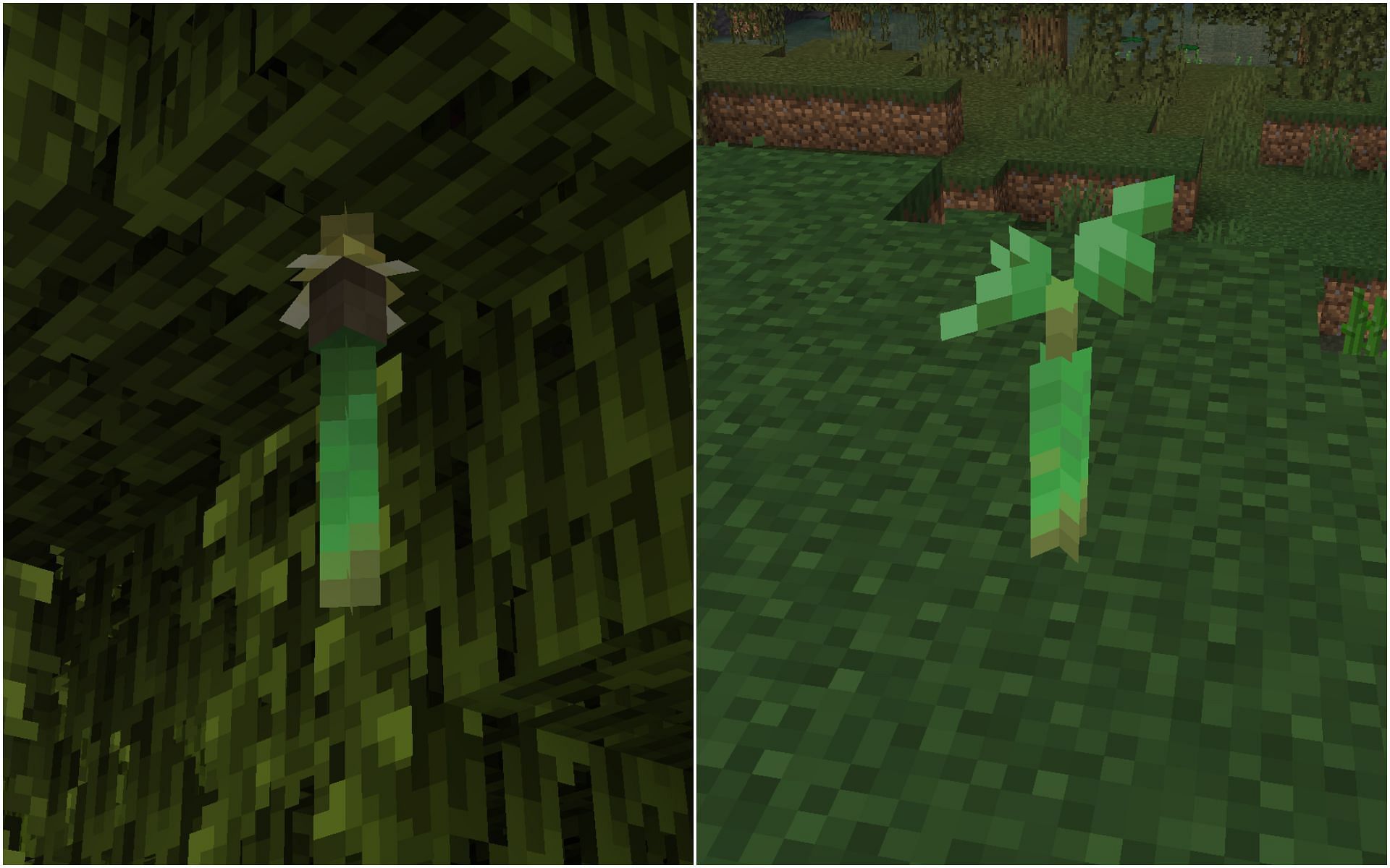 Propagules generate at the bottom of mangrove leaves and can be planted on any grass block (Image via Mojang)