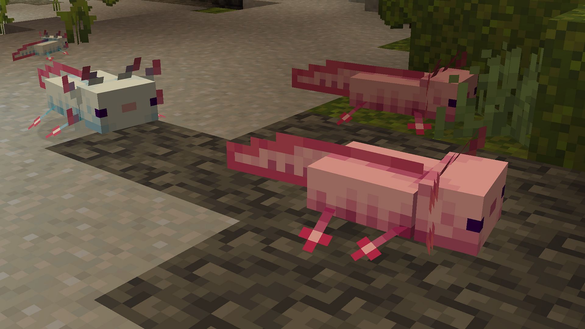 Axolotls (Image via Minecraft)