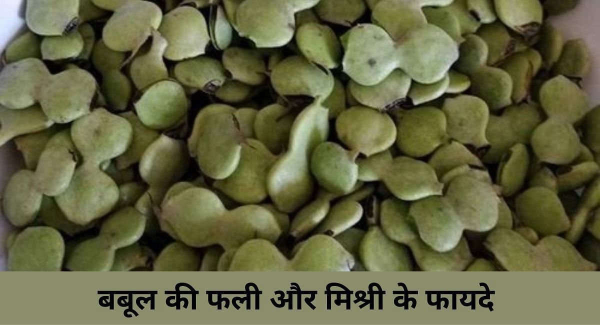 बबूल की फली और मिश्री के फायदे ( फोटो - Sportskeeda Hindi )