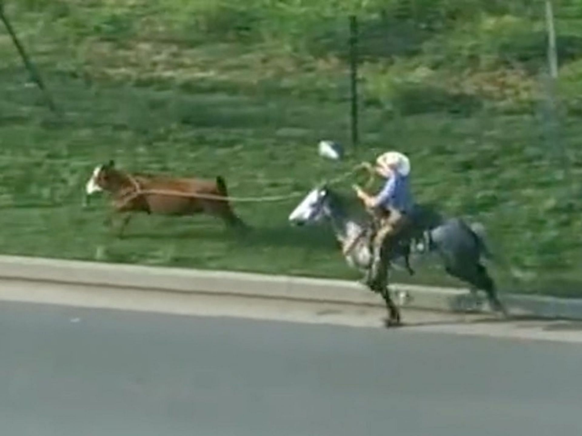 Cowboys capture cow on the loose on highway (Image via koconews/Twitter)