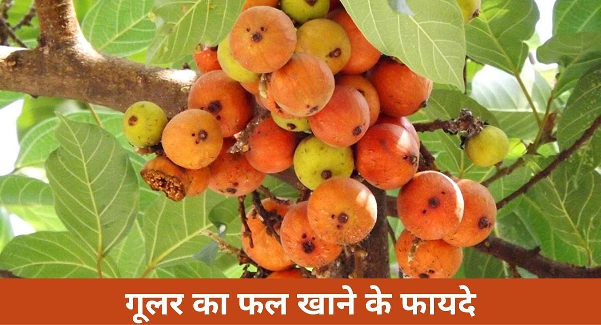 गूलर का फल खाने के फायदे ( फोटो - Sportskeeda Hindi )
