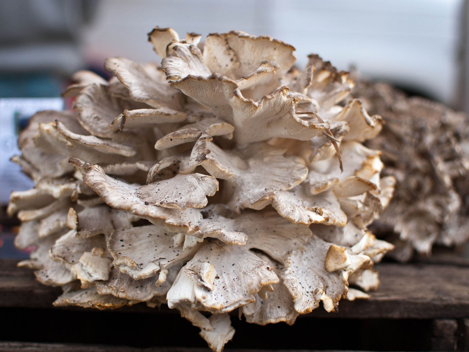 Native to Japan and North America, Maitake Mushrooms are also known as &#039;dancing mushrooms&#039; or &#039;king of the mushrooms&#039; (Image via Flickr)